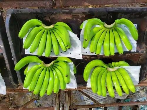 国产在线大香蕉,揭秘国内热门影视平台背后的故事  第2张