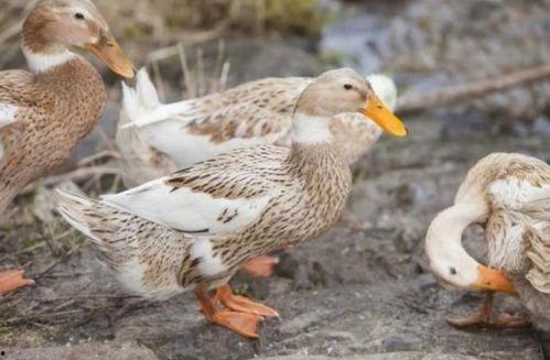 鸭子国产视频,鸭子的趣味生活大揭秘  第2张