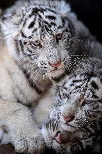 国产白虎,传承与创新中的民族品牌传奇  第2张