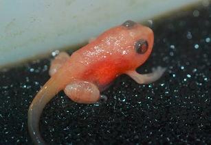 蝌蚪国产,揭开神秘国度的神秘面纱  第3张