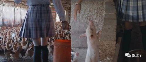 制服丝袜国产视频,国产制服丝袜视频的视觉盛宴  第2张