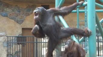 PORNO国产,揭秘其文化魅力与产业发展  第3张