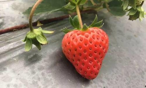 国产草莓视频,视频带你领略田园风光与美味果实  第2张